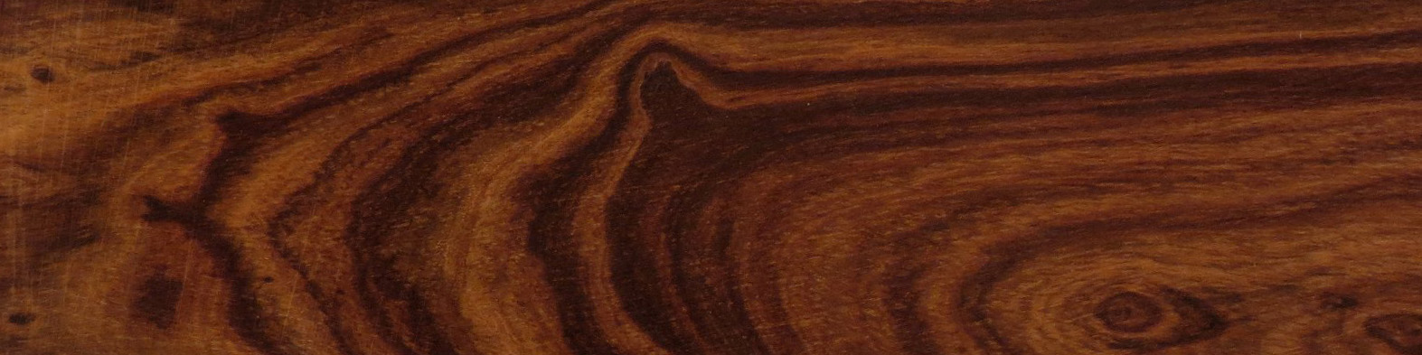 desert ironwood
