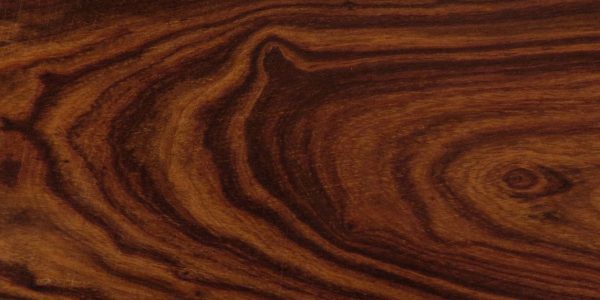 desert ironwood